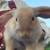 New Zealand/Holland Lop Bunnies new addition 1 thumbnail