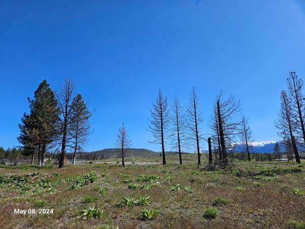 $5,500 Lot 116 on Buffalo in Lake Shastina on a dead end road (Lake Shastina)63678184813569124