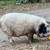 Kunekune pig 5 thumbnail