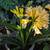 Clivia 6 thumbnail