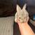 8 Week Boy Bunnies 3 thumbnail