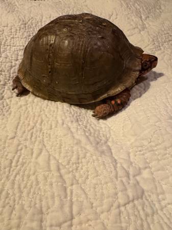 ~Box Turtles~ 1