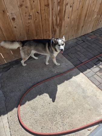 Pure breed husky 2yr (El cajon)63841744764035120