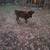 Mini Highlander Calf 2 thumbnail