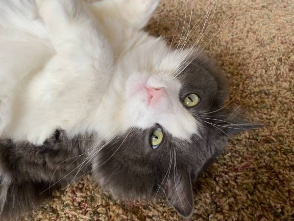 Free cat to good home63382191124099122