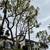 Tree and Palm Service 7 thumbnail