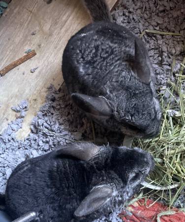 Bonded chinchilla couple cannot be separated rehoming fee (Dundalk)63669519313793120