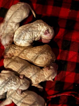 Goldendoodle puppies 1