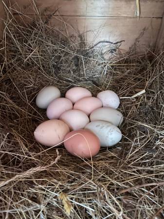 Fertile catching chicken eggs 1