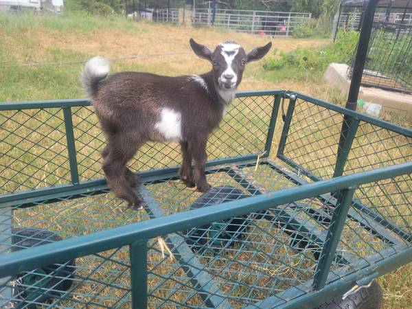 ADGA Nigerian Dwarf Doelings 1