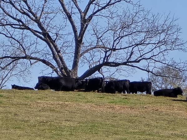 Pasture Raised Black Angus Beef 1