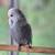 2 Female English Budgies 1 thumbnail