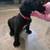 Beautiful Cane Corso 2 thumbnail