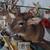 5 WHITETAIL DEER SHOULDER MOUNTS 2 thumbnail