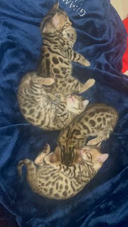 Bengal kittens (Discovery Bay)63861571541889120