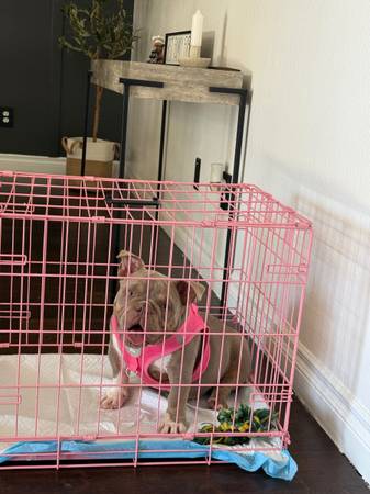 American Bully 1