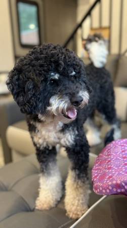 Rehoming mini f1b Aussiedoodle for a fee63961118122626123