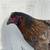Hens for sale 1 thumbnail