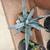 Garden - Plants - Cactus - Succulents for Sale! 6 thumbnail