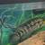 Fresh water fish 3 thumbnail