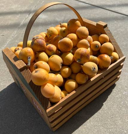 High Medicinal Value Nutritious Organic Sweet Juicy Loquat Fruit TREES on Sale 1