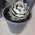 Truncata agave in 5 gallon containers 4 thumbnail