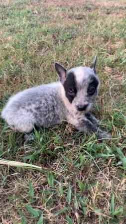 Male blue heeler puppy (Corinth)63625228351617124