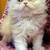 Persian Kitten 3 thumbnail