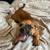 Small dog breed puppies puppy pups 6 thumbnail