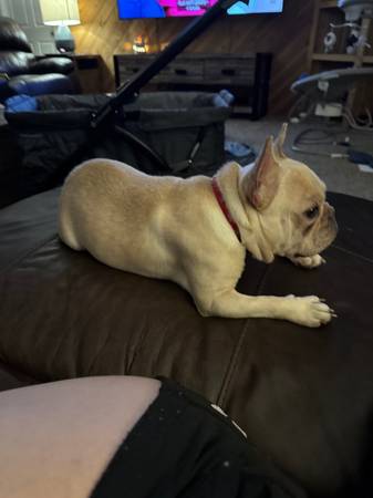 Rehoming male cream frenchie (Cashmere)63814647082625121