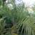 MULE Palms!!! Rare Hybrid Palm 11 thumbnail