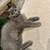 Russian blue kitten 3 thumbnail