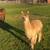 Suri Alpacas  for sale 4 thumbnail