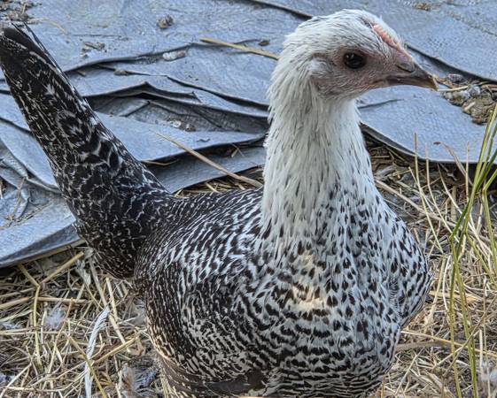Egyptian fayoumi pullets - $20 (Yelm wa)63471371574275120