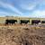 Bred Heifers and Bred Cows-delivery and guaranteed 3 thumbnail