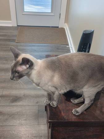 Modern Siamese Cat 1 yo 1