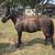 Broke gelding pony 4 thumbnail
