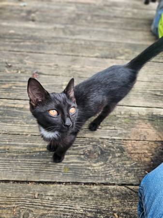 Gatita (Terre Haute)63671518934915120