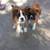 Boxerpuppyavailable 1 thumbnail