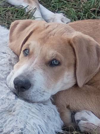 Buscando hogares (Copperas Cove)63839344028801121