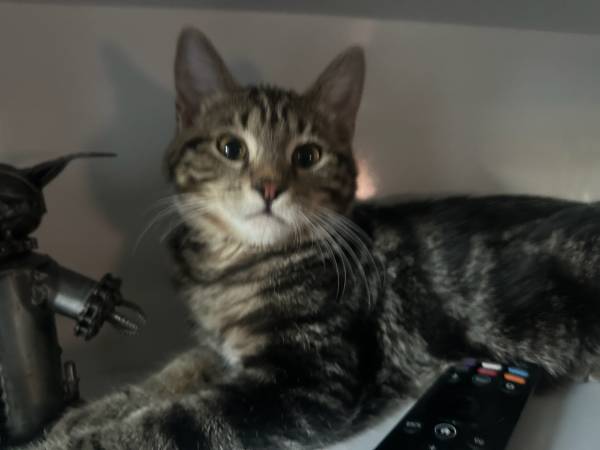 Tabby kittens 1