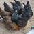 Chickens for sale 1 thumbnail