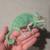 Pied veiled chameleon pair 2 thumbnail