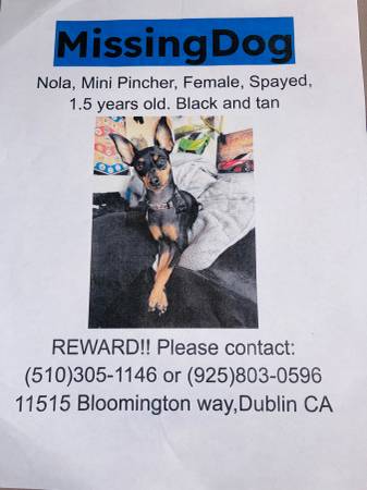 *URGENT- Missing Spade Female Black and Tan small dog 1