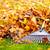 Yard service, Pruning bushes, pressure washing and much more!!! 5 thumbnail