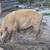 Heritage Breed Sows 4 thumbnail