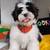Shih tzu puppy 1 thumbnail