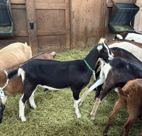 Registered Sable/LaMancha Doeling & her Sable Dam 1