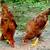 Pasture Raised Chickens! 8 thumbnail