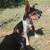 Beagle and blue healer mix puppies 1 thumbnail